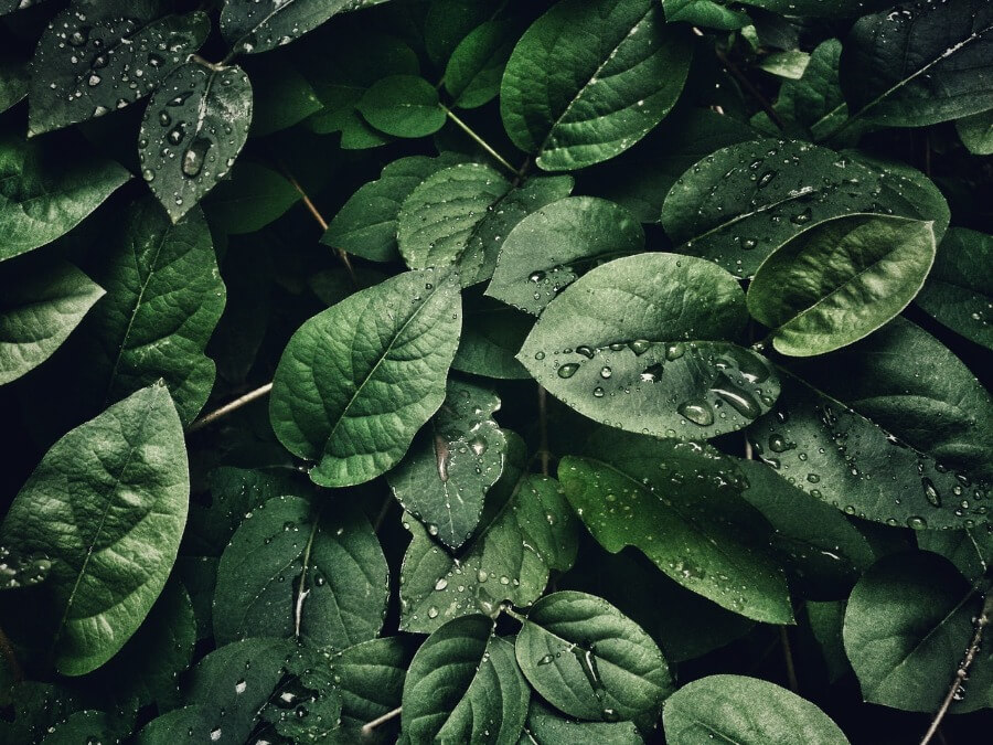 blog